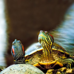 image of two turtles in a city zoo close-up