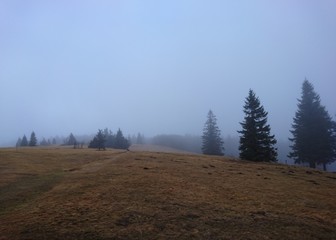 trees in the fog hill