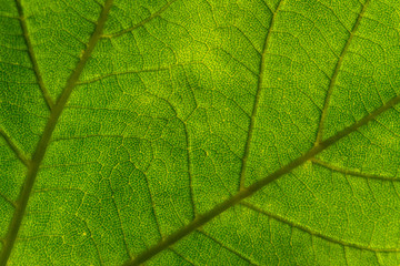 Naklejka na ściany i meble Green leaf texture with translucent veins as background. Texture of nature. Abstract colorful background . For add text .Close up. 