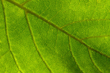 Green leaf texture with translucent veins  as background. Texture of nature. Abstract colorful background . For add text .Close up. 