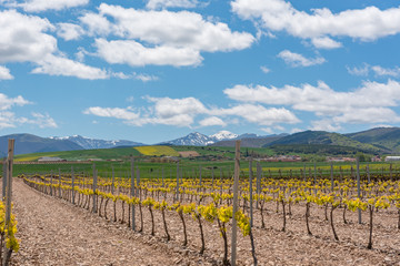 Fototapeta na wymiar Vineyard landscape in La Rioja, Spain.