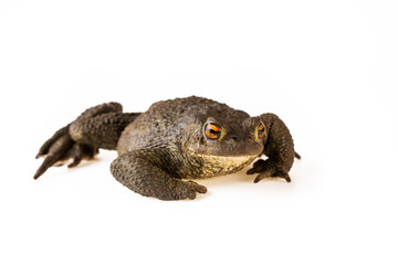 Toad sitting common toad or Bufo bufo isolated on white background