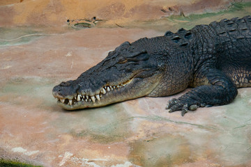 Schlafendes Krokodil