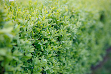 Geometric green bush landscape design close up.