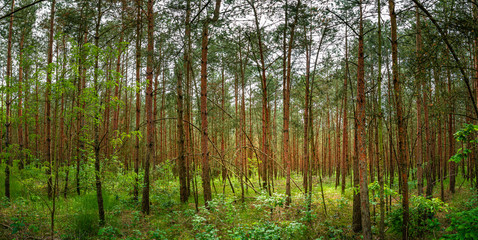 Panoramic view of wild pine tree forest at Summer, near Magdeburg, Germany