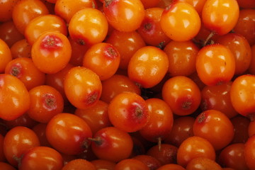 fresh sea backthorn berries background