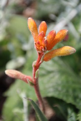 Springs Earl Flowers, William Hawrelak Park, Edmonton, Alberta