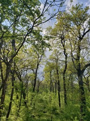 Obraz premium forest