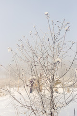 Tree, winter scene. Branch under the winter frost, natural background photos.