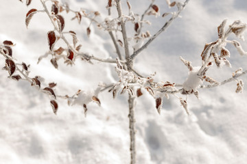 Macro winter outdoor scene frozen leaves covered by snow. Branch under winter frost, natural background photography. Winter nature under white snow. Winter brunch with dry leaf in frost, shallow focus