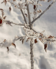 Macro winter outdoor scene frozen leaves covered by snow. Branch under winter frost, natural background photography. Winter nature under white snow. Winter brunch with dry leaf in frost, shallow focus