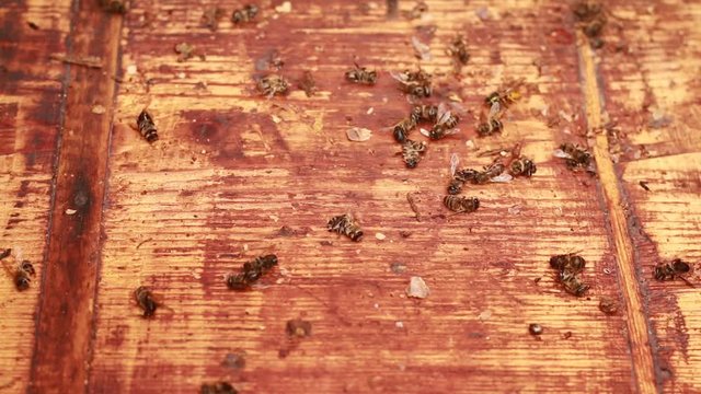 many dead bees