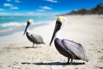 Close-up view of two pelicans on a ocean beach in Cuba, beautiful water and sky. Blurred background, bokeh, free space