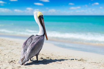 Close-up view of pelican on a ocean beach in Cuba with beautiful water and sky. Blurred background, bokeh, free space