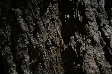 bark