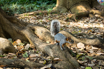 Naklejka na ściany i meble Squirrel on Tree in Park in Mexico City