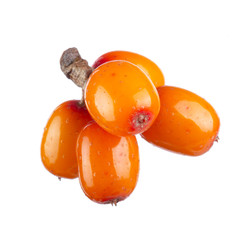 branch of sea buckthorn isolated on white background
