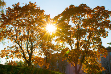 autumn in the park