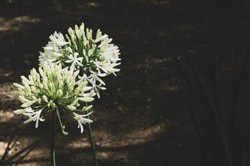 White Flowers in Garden