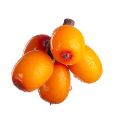 branch of sea buckthorn with water drops  isolated on white background