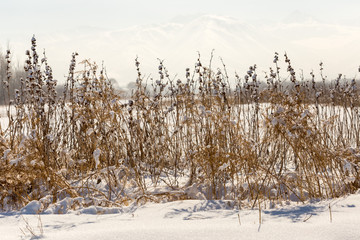 dry plants in snow, meadow at winter