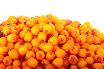 heap of sea buckthorn isolated on white