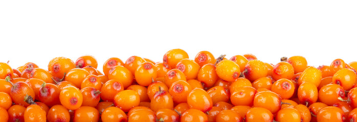 heap of sea buckthorn isolated on white background banner