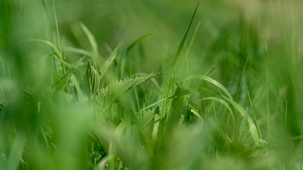 close up of green grass blurring