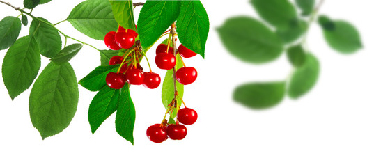 isolated image of a branch with a cherry