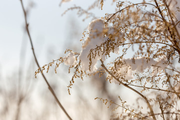 dry plants in snow, meadow at winter