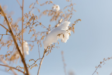 dry plants in snow, meadow at winter