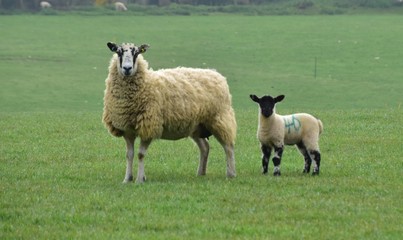 Fototapeta premium Sheep grazing Glaston Rutland UK England