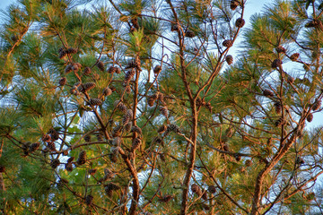 Pinecones in tree