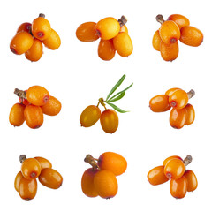 set of branches with sea buckthorn with green leaves isolated on white