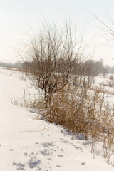 Macro winter outdoor scene frozen leaves covered by snow. Branch under winter frost, natural background photography. Winter nature under white snow. Winter brunch with dry leaf in frost, shallow focus