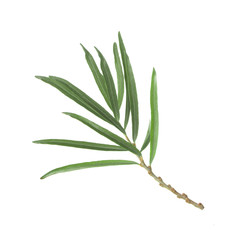 branch with leaves of  sea buckthorn isolated on white background