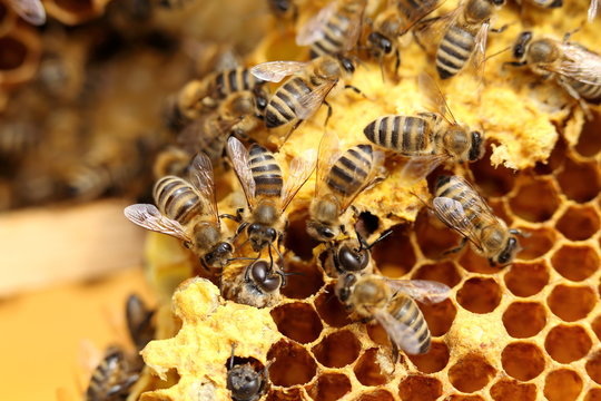 Bienen bauen Nest