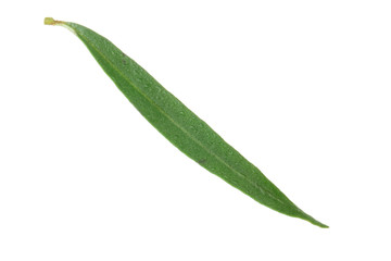 single leaf of sea buckthorn isolated on white background