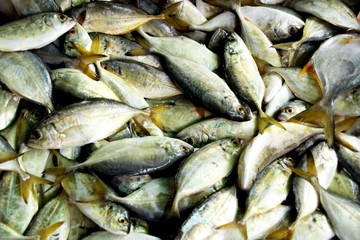 fresh fish in market