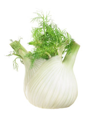 Fennel Bulb. Single fresh fennel bulb with leaves on white background