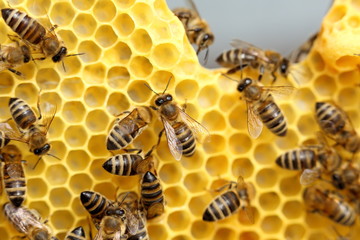 einige Honigbienen auf Bienenwachs