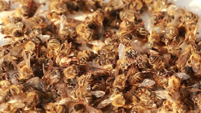 many dead bees