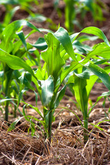 Green corn fiel in Parana state, Brazil