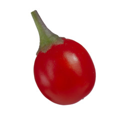 single red solanum isolated on white background