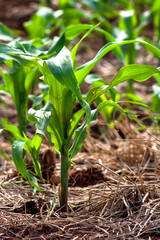 Green corn fiel in Parana state, Brazil