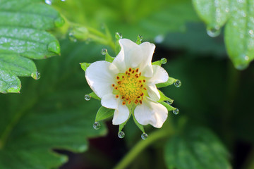 strawberry flower with dew drops