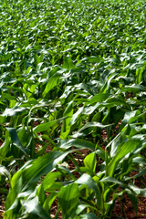 Green corn fiel in Parana state, Brazil