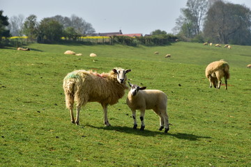 Obraz premium Sheep grazing Glaston Rutland UK England