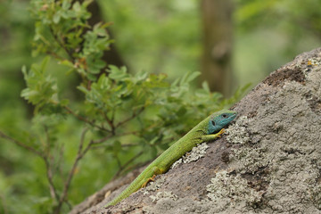 Male of the European green lizzard in the wedding colors, with a blue throat. Picture of the rare and endangered reptile species, occurring in Central and Southern Europe. 