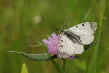 The clouded Apollo, a species of the family of swallowtail butterflies, inhabitting meadows and woodland clearings with plenty of flowering plants, both in the lowlands and in the mountains.